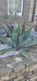 Agave americana