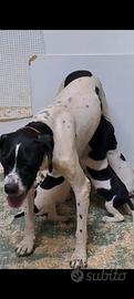 pointer inglese 
