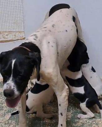 pointer inglese 