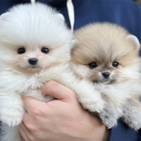 Cuccioli di spitz nano pomerania