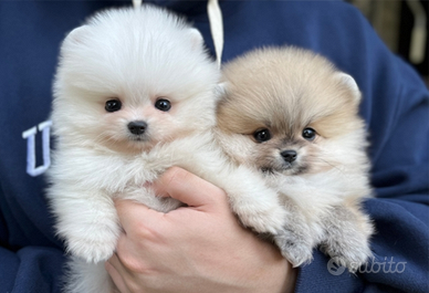 Cuccioli di spitz nano pomerania