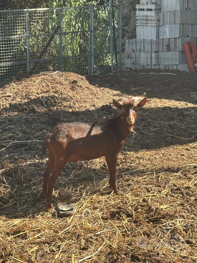 Capra - Animali In vendita a Palermo