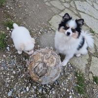 Cuccioli maschi femmine batuffoli