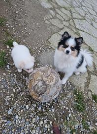 Cuccioli maschi femmine batuffoli