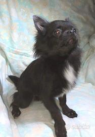 Chihuahua con pedigree