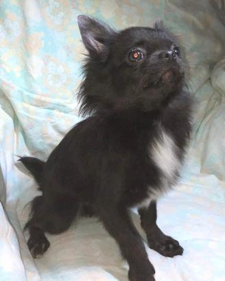 Chihuahua con pedigree