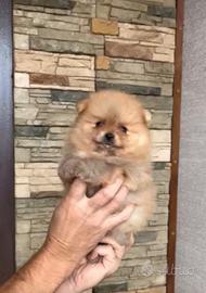 Spitz Pomerania