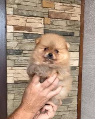 Spitz Pomerania