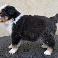 Cuccioli pastore australiano