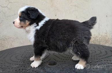 Cuccioli pastore australiano