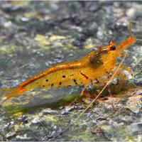 X acquario caridine neocaridine e gamberi nani