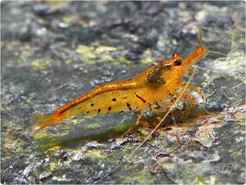 X acquario caridine neocaridine e gamberi nani