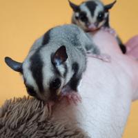 Cuccioli petauro dello zucchero