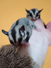 Cuccioli petauro dello zucchero