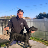 Presa canario/ Dogo canario