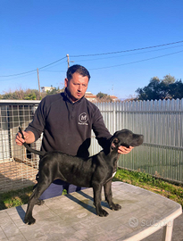 Presa canario/ Dogo canario