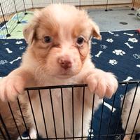 Backy ultimo maschio disponibile