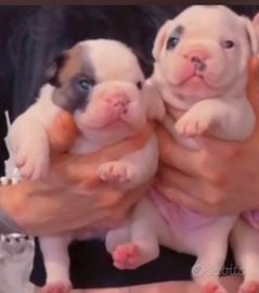 Bulldog Francesi prezzo boom