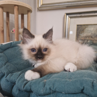 Sacri di Birmania - cucciolo