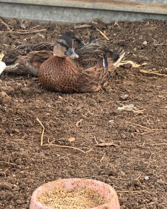 Anatra Call duck