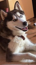 Siberian Husky