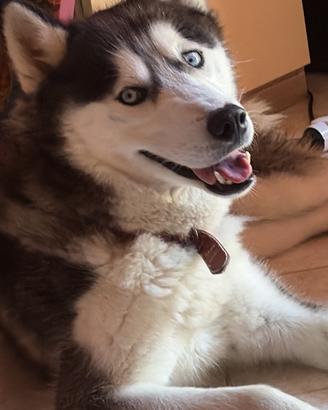 Siberian Husky