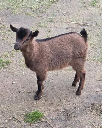 Capretto tibetano