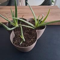 3 piante di aloe