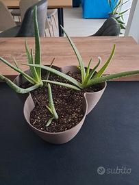 3 piante di aloe