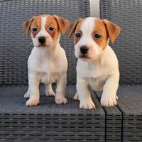 Jack russell cuccioli