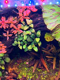 Anubias Nana Pinto 