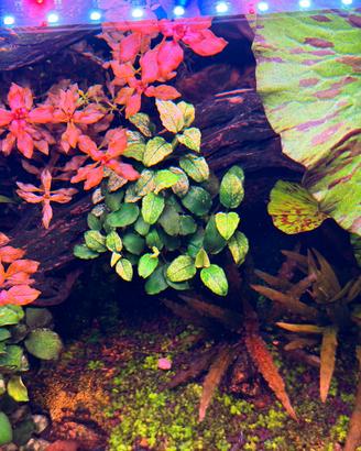 Anubias Nana Pinto 