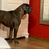 Disponibile per monta cane corso d'eccezione