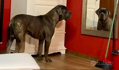 Disponibile per monta cane corso d'eccezione