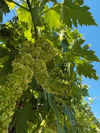 Uve per cantine da vinificare