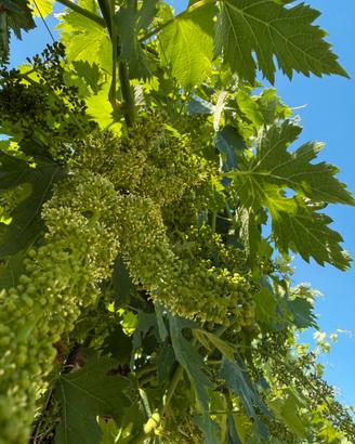 Uve per cantine da vinificare