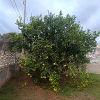 albero di limone