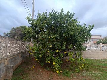 albero di limone