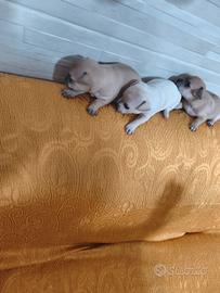 Chihuahua maschio e femmina