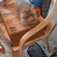 Gattini persiani Chincilla,