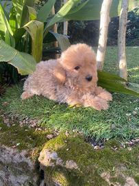 Cuccioli di Maltipoo