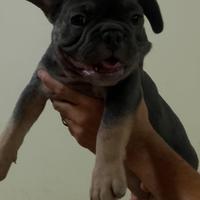 Bulldog Francese