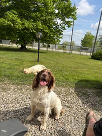 Cuccioli springer tutta caccia
