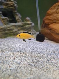 Labidochromis caeruleus