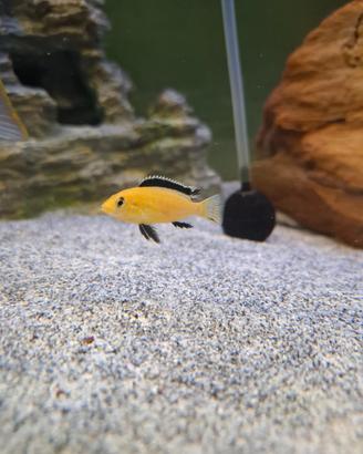 Labidochromis caeruleus