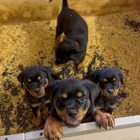 CUCCIOLI DI ROTTWEILER selezionati con pedigree