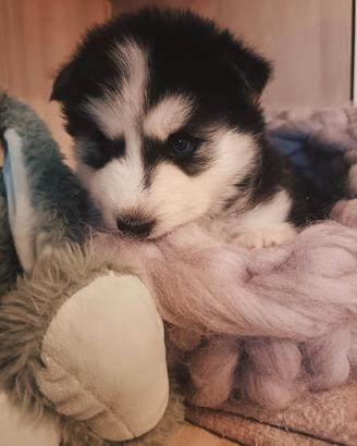 Cuccioli di siberian husky