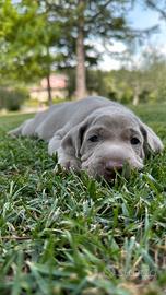 Ultima cucciola di Weimaraner