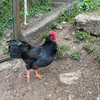 Galletto barnevelder