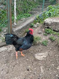 Galletto barnevelder